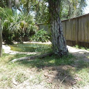 Yacare Caiman Exhibit