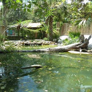 Indian Gharial Exhibit