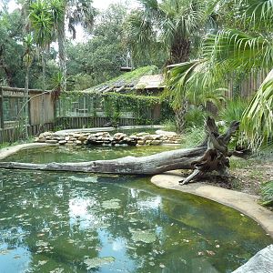 Indian Gharial Exhibit