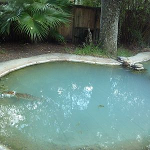 Philippine Crocodile Exhibit