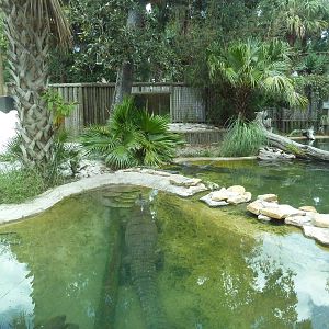 Indian Gharial Exhibit