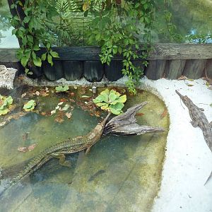 Malaysian Gharial Exhibit (Juveniles)