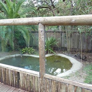 Johnston's Crocodile Exhibit