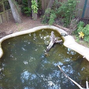 Johnston's Crocodile Exhibit