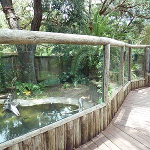 Johnston's Crocodile Exhibit
