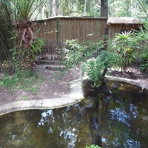 Chinese Alligator Exhibit