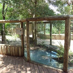 Dwarf Crocodile Exhibit