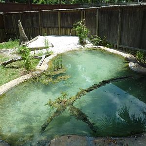 Nile Crocodile Exhibit