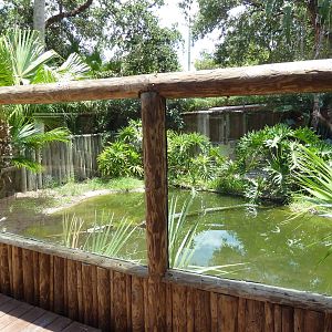 African Slender-Snouted Crocodile Exhibit