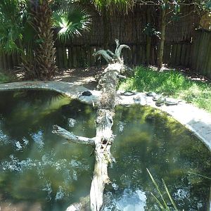 Spectacled Caiman Exhibit