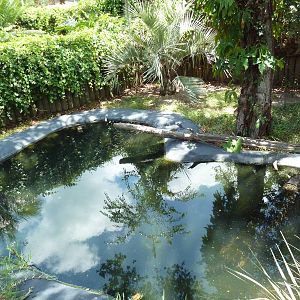 Black Caiman Exhibit