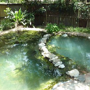 Cuban Crocodile Exhibit