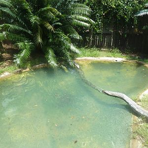 Broad-Snouted Caiman Exhibit