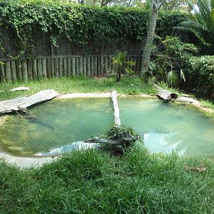 Smooth-Fronted Caiman Exhibit