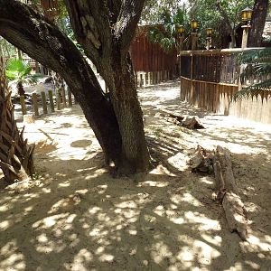 Galapagos Tortoise Exhibit