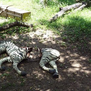Birds of Africa - Zebra Carcass