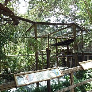 Red Ruffed Lemur Exhibit
