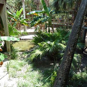 New Guinea Crocodile Exhibit