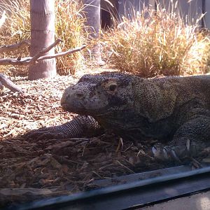 Komodo Dragon