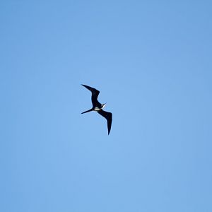 Frigatebird (Fregatta ariel)