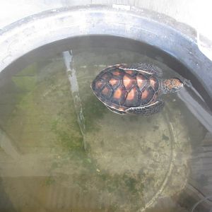 Green Turtle (Chelonia mydas)