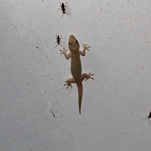 Asian house Gecko (Hemidactylus frenatus)
