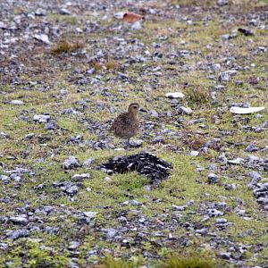 Pacific Golden Plover (Pluvialis fulva)