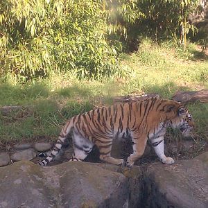 Amur Tiger