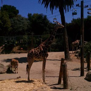 Reticulated Giraffe