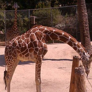 Reticulated Giraffe