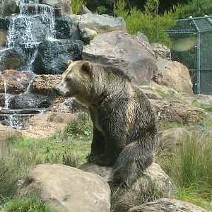 Grizzly Bear