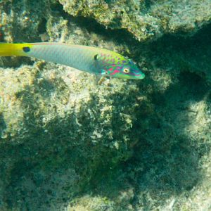 Threespot Wrasse (Halichoeres trimaculatus)