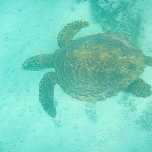 Green Turtle (Chelonia mydas)