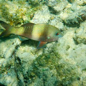 Doublebar Goatfish (Parpeneus crassilabrus)