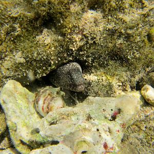 Peppered Moray (Gymnothorax picta)