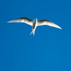 White Tern (Gygis alba)