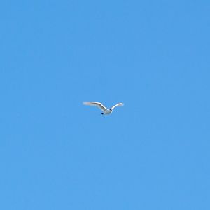 Red-tailed Tropicbird (Phaethon rubricauda)