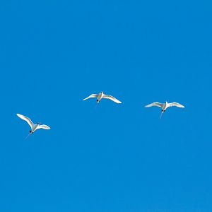 Redtailed Tropicbirds (Phaethon rubricauda)
