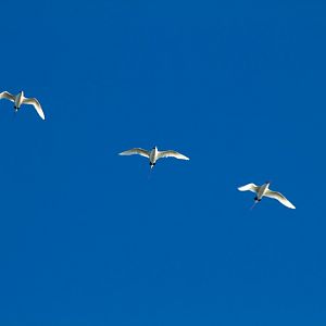 Redtailed Tropicbirds (Phaethon rubricauda)