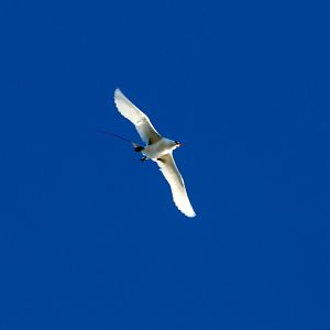 Redtailed Tropicbird (Phaethon rubricauda)