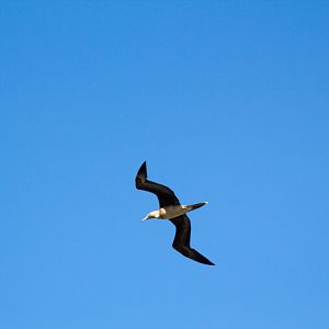 Brown Booby (Sula leucogaster)