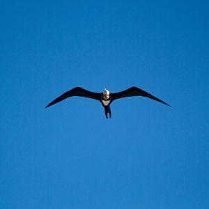 Frigatebird (Fregata ariel)