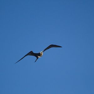Frigatebird (Fregata ariel)