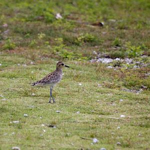Pacific Golden Plover (Pluvialis fulva)