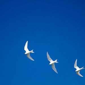 White Terns (Gygis alba)