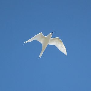 White Tern (Gygis alba)