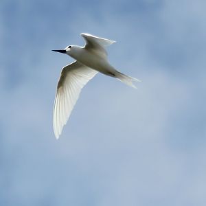 White Tern (Gygis alba)