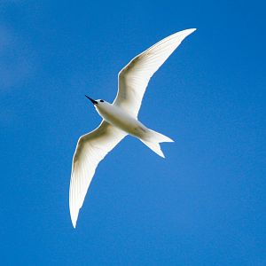 White Tern (Gygis alba)