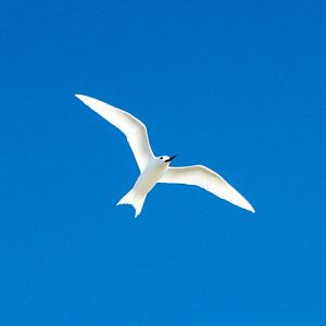 White Tern (Gygis alba)