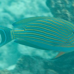 Striped Surgeonfish (Acanthurus lineatus)
